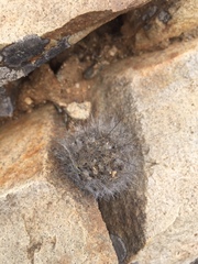 Eriosyce villosa