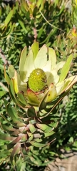 Leucadendron