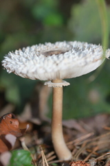 Leucoagaricus nympharum