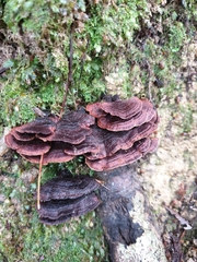 Hymenochaete microcycla