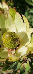 Leucadendron