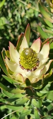 Leucadendron