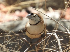 Stizoptera bichenovii