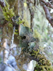 Peltigera britannica