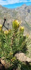 Leucadendron
