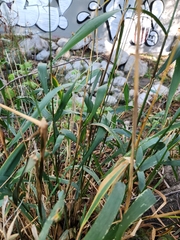 Elymus glaucus