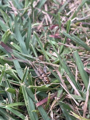 Gryllodes sigillatus