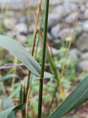 Elymus glaucus