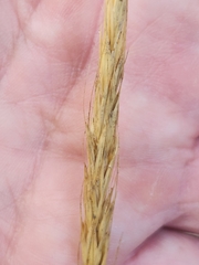 Elymus glaucus