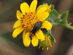 Acmaeodera flavomarginata