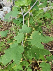 Ribes nevadense