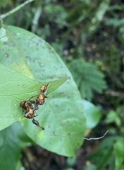 Ophiocordyceps unilateralis