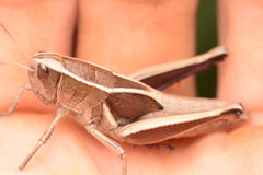 Paratylotropidia brunneri