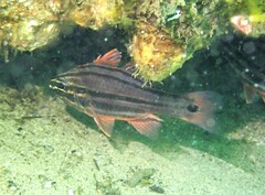 Ostorhinchus limenus