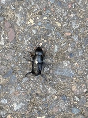 Staphylinini