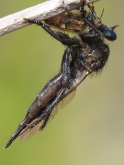 Promachus painteri