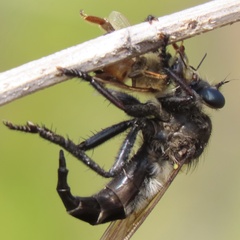 Promachus painteri