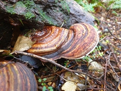 Fomitopsis hemitephra