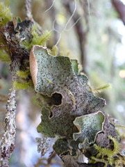 Peltigera britannica