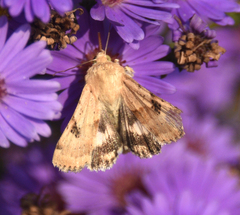 Heliothis phloxiphaga