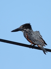 Megaceryle maxima maxima