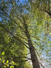 Alnus rhombifolia