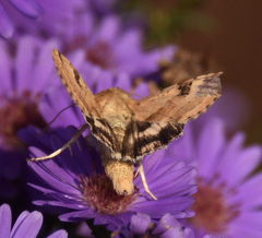 Heliothis phloxiphaga