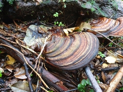 Fomitopsis hemitephra