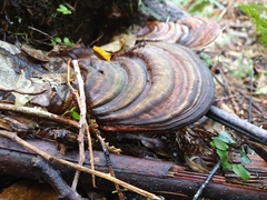 Fomitopsis hemitephra