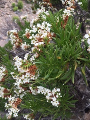 Heliotropium sinuatum