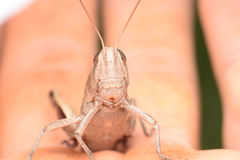 Paratylotropidia brunneri