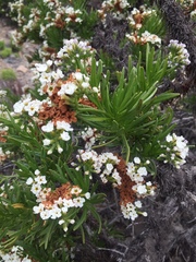 Heliotropium sinuatum