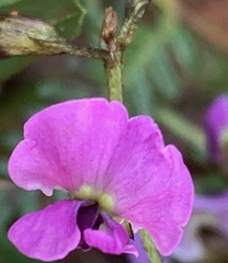 Glycine clandestina