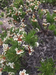 Heliotropium sinuatum