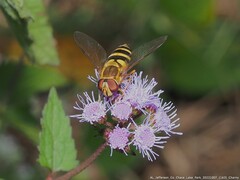 Syrphus knabi