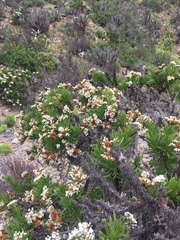 Heliotropium sinuatum