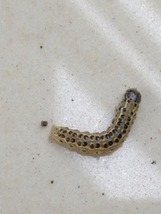 Pyrausta phoenicealis