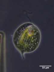 Phacus circulatus