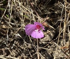 Clarkia