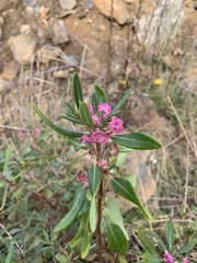 Kalmia