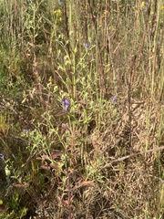 Trichostema
