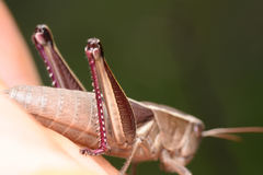 Paratylotropidia brunneri