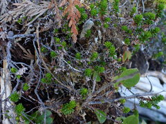 Empetrum nigrum