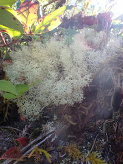Cladonia portentosa
