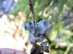 Lobarina scrobiculata