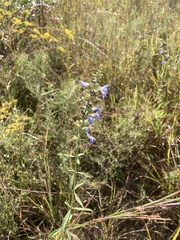 Salvia azurea