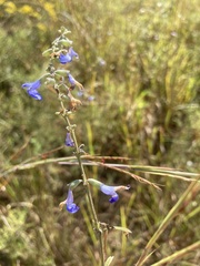 Salvia azurea