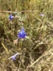 Salvia azurea