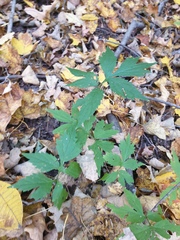 Hydrophyllum virginianum