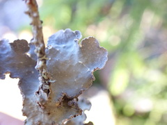 Lobarina scrobiculata